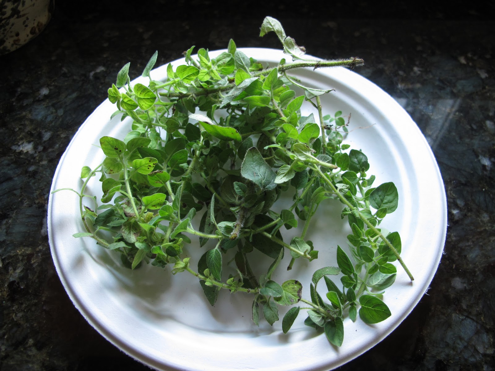 Penn State Extension Philadelphia Master Gardeners Drying herbs with