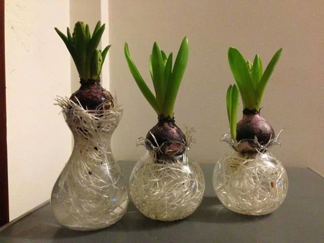 [Image: da-lan-huong-5.jpg]