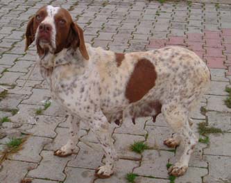 Most Rarest Dog Breeds In The World Most Rarest Dog Breeds In The World