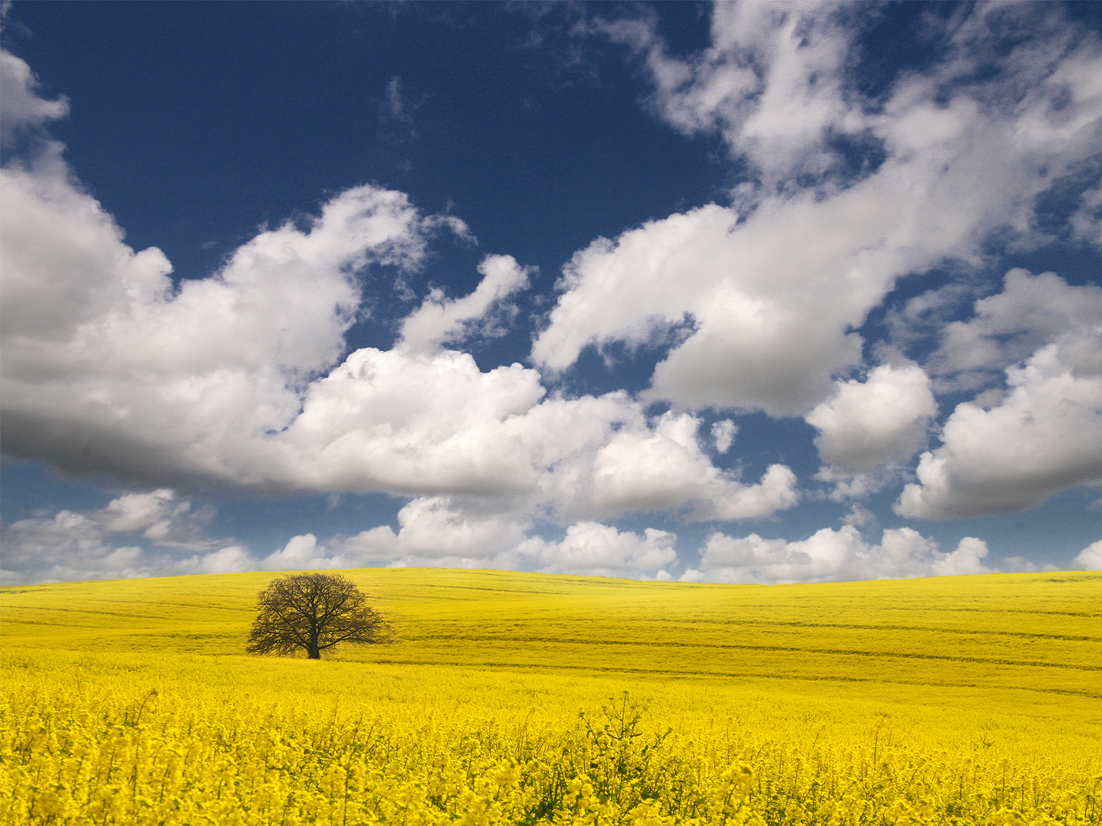 http://4.bp.blogspot.com/-wAPWQj5_Ytk/TZgFj1RWg8I/AAAAAAAAJvI/BgFLkBagnJM/s1600/Out_Into_The_Air___wallpaper_by_P0RG.jpg