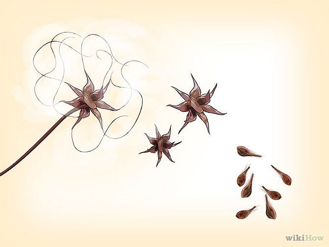 past prices how to grow clematis seeds