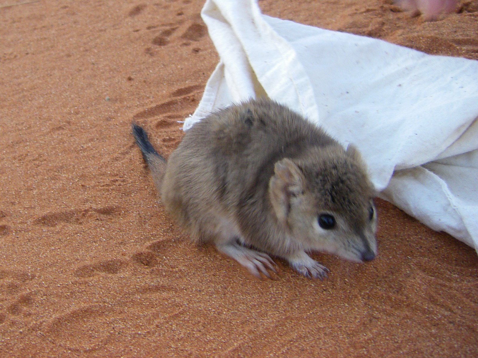 Man vs. Mulgara Featured Creature