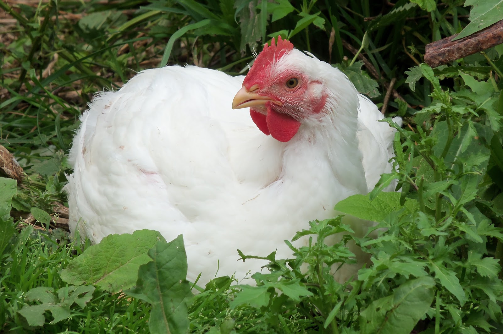 Big Rigs 'n Lil' Cookies Growing Chickens