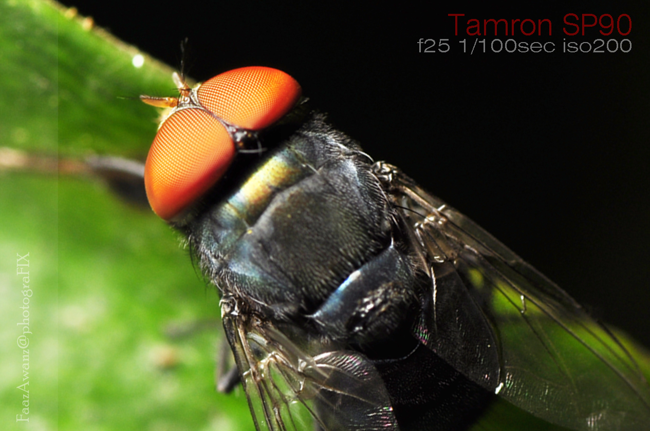 Section47 Cerita Tentang Lalat