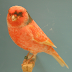Burung Import Eropa Kenari Stafford