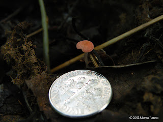 A teeny-tiny umbrella mushroom. 