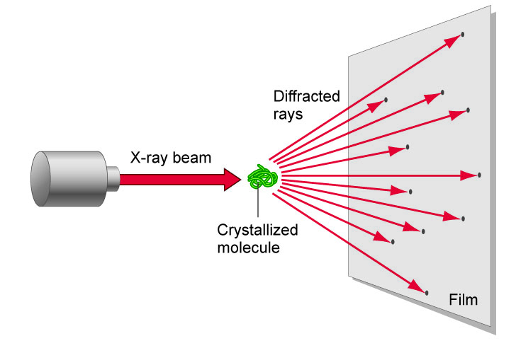 x ray crystallography Using the three-dimensional structure of biological macromolecules to infer how they function is one of the most important fields of modern biology the availability of atomic resolution structures provides a deep and unique understanding of protein function, and helps to unravel the inner workings. x ray crystallography Using the three-dimensional structure of biological macromolecules to infer how they function is one of the most important fields of modern biology the availability of atomic resolution structures provides a deep and unique understanding of protein function, and helps to unravel the inner workings.