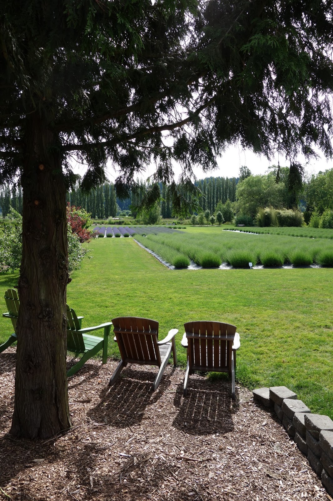 Moments of Delight...Anne Reeves Seattle Lavender Farm in Woodinville