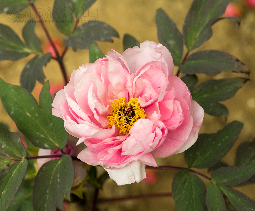 Peonia Peonia
