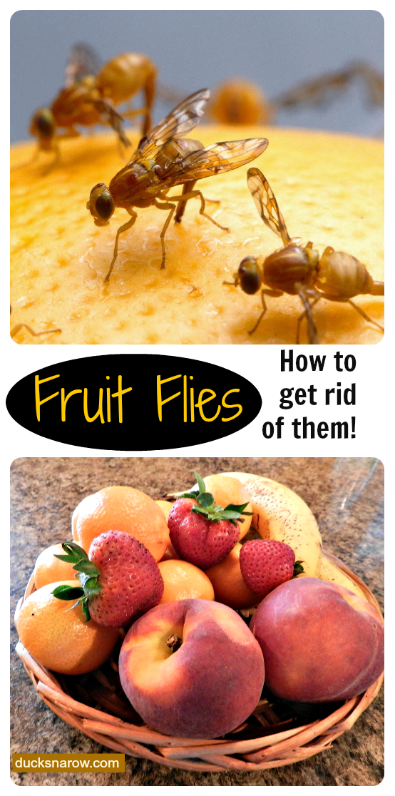 How To Get Rid Of Fruit Flies Naturally How To Get Rid Of Fruit Flies Naturally