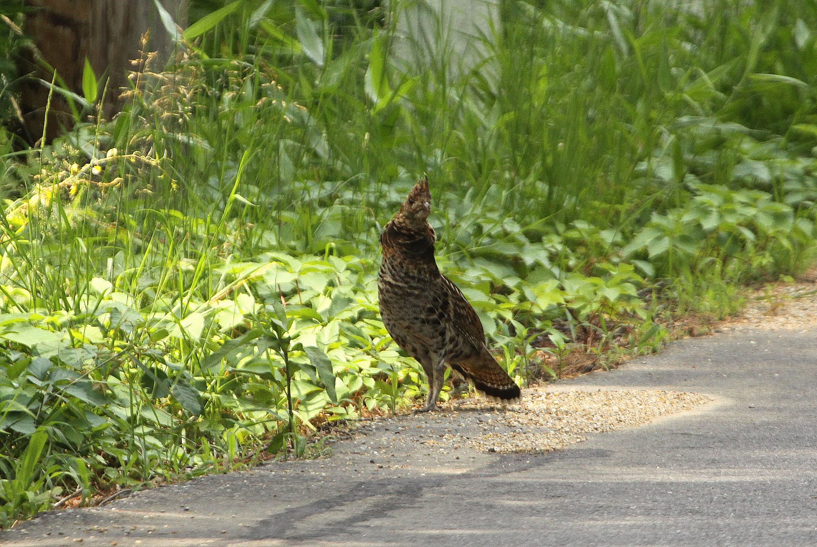 Ruffed Grouse