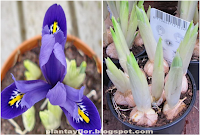 Iris reticulata
