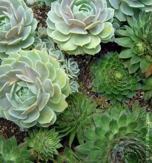 ornamental plants what is the difference between cactus and a succulent ornamental plants what is the difference between cactus and a succulent