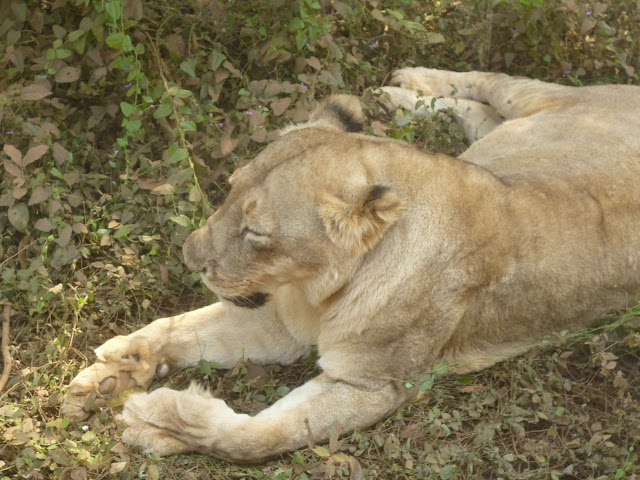 Lion Jungle Safari Nandankanan Zoo