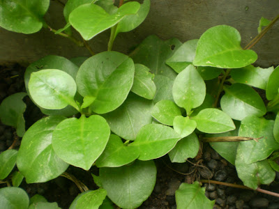 daun binahong
