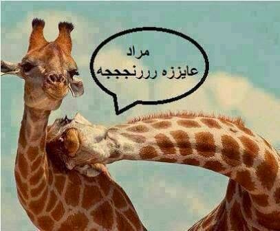 مراد !! عايزه رنجه
