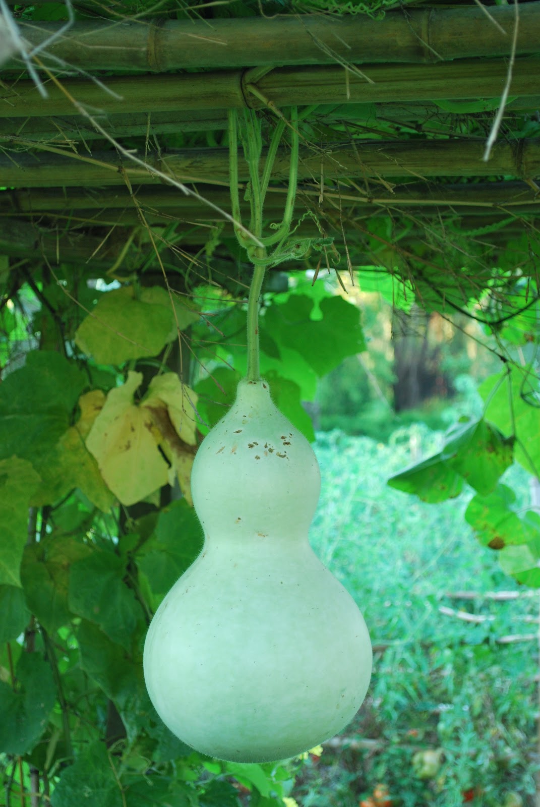 Greenish Thumb Ornamental Bottle Gourds