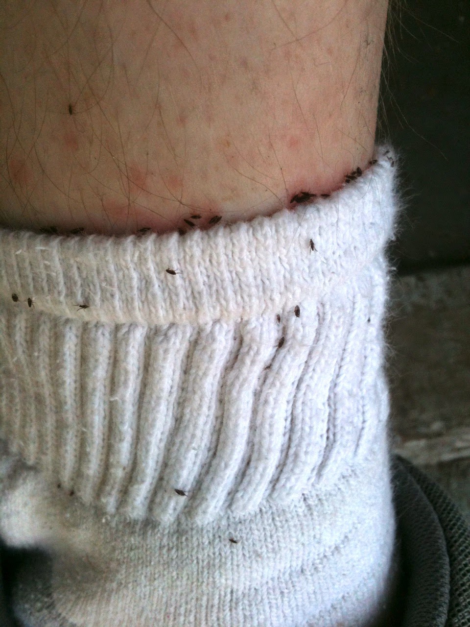 Cranial Stomp Comix FLEAS!