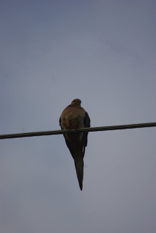 Mourning Dove Silhouette