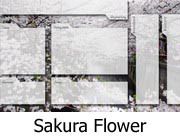 Sakura Flower