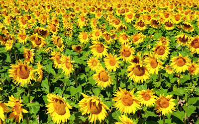 HD wallpapers sunflowers cherry spring