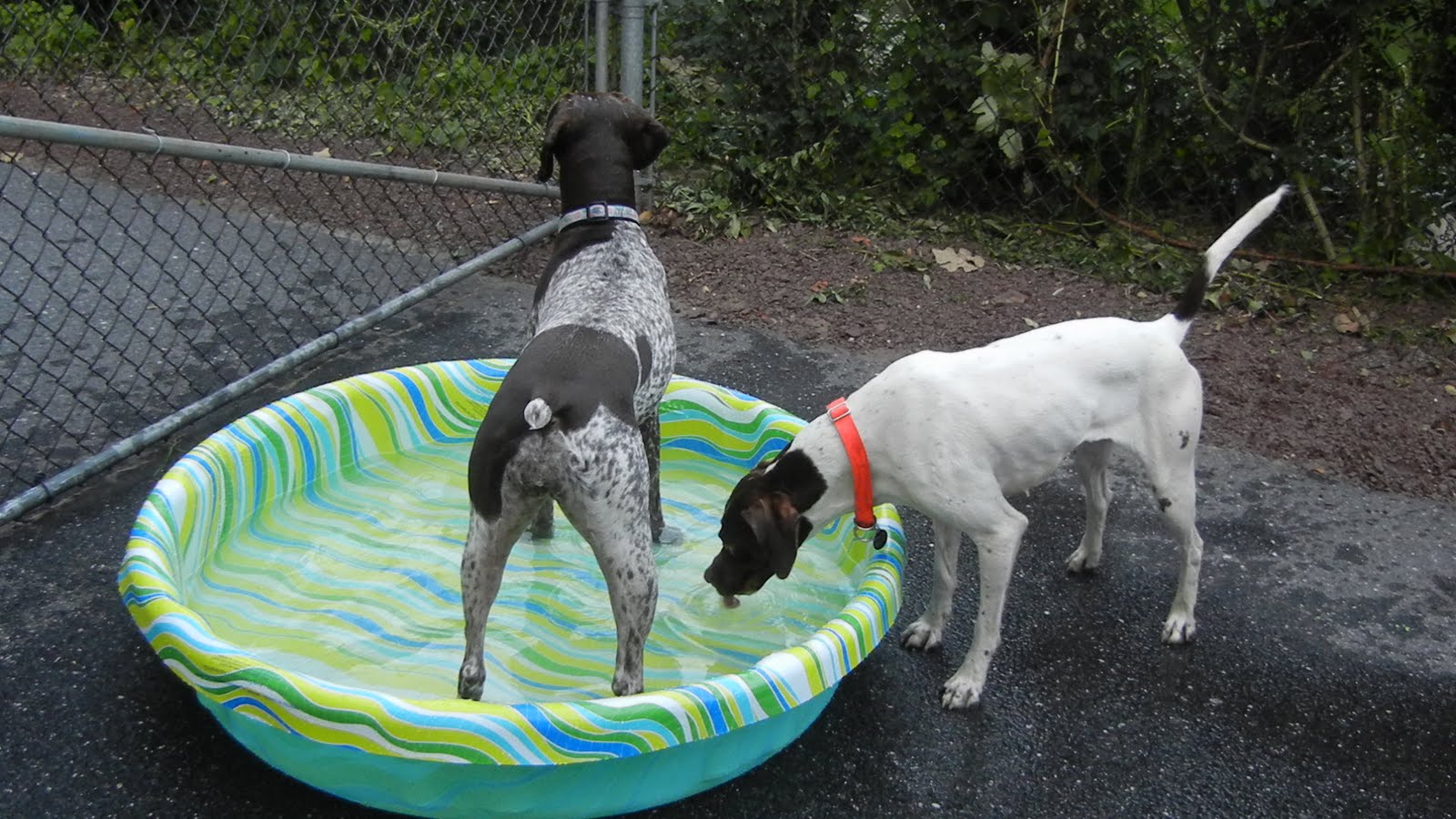 German English Pointer