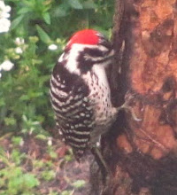 Woodpecker Return