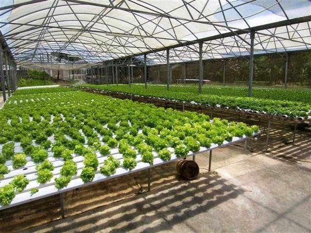 pilih model NFT yang anda suka untuk menanam sayuran