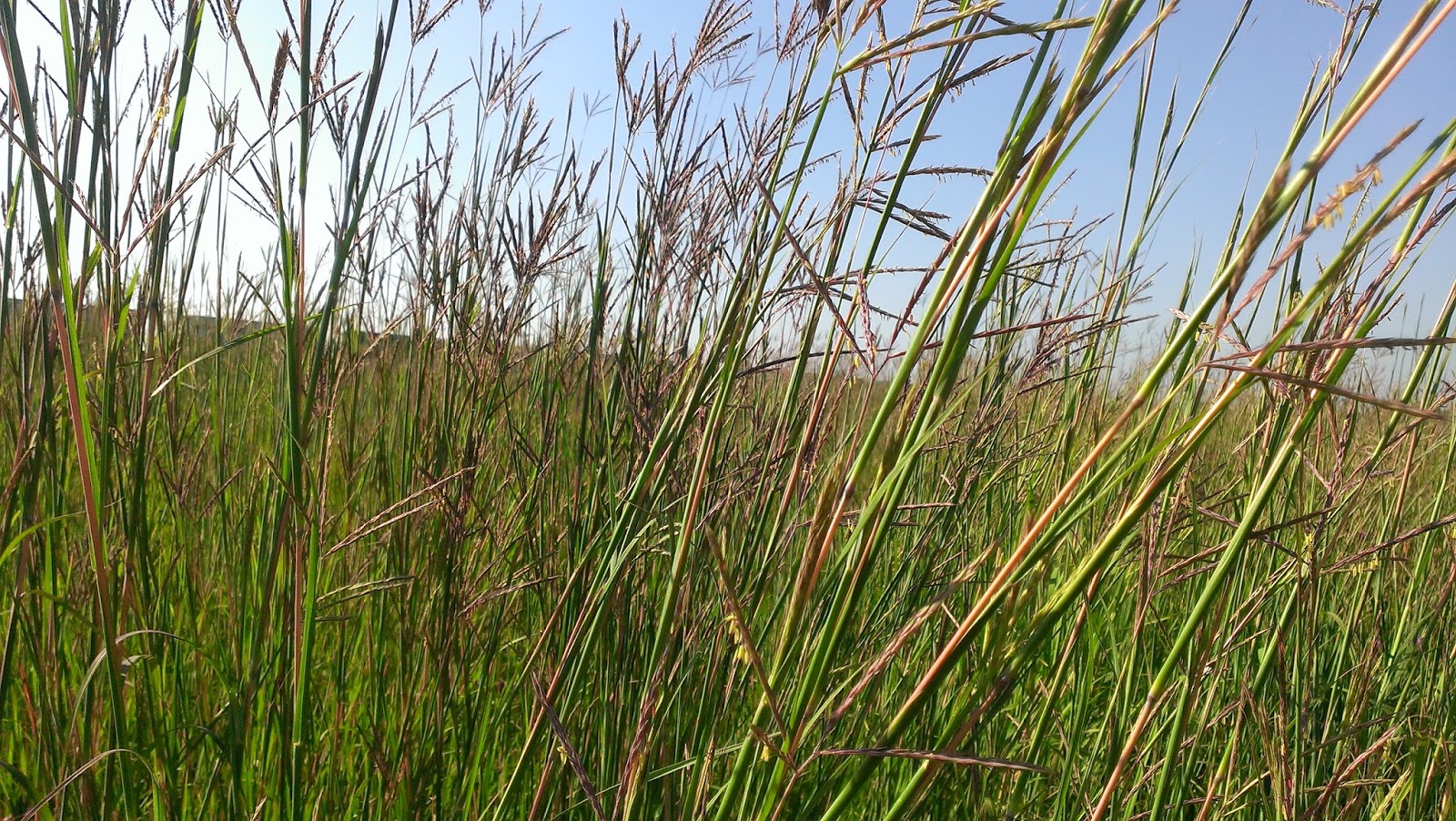 Observations in Agriculture Big Bluestem