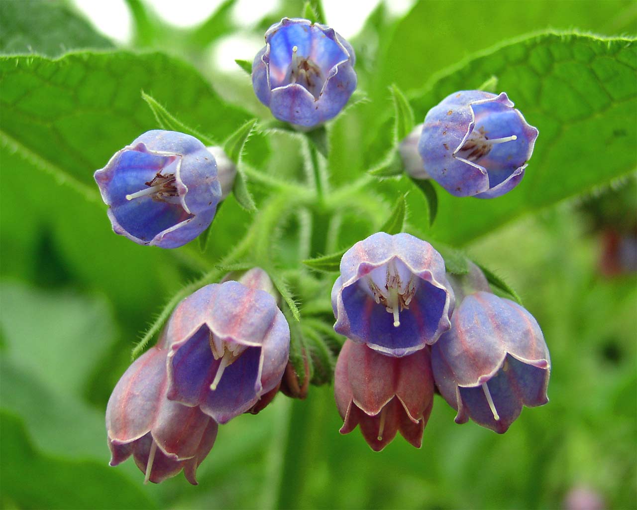 Medical Guide  Comfrey+flower