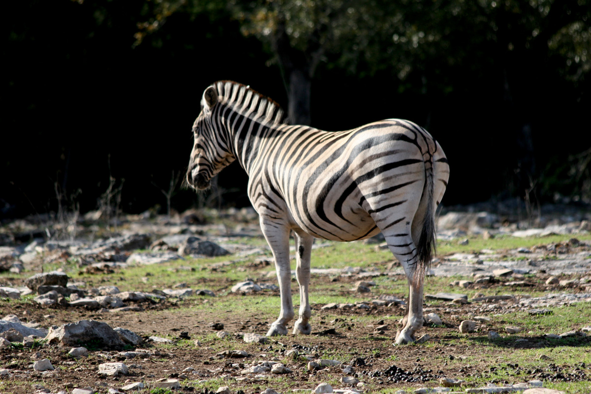 ENCYCLOPEDIA OF ANIMAL FACTS AND PICTURES: pictures of zebras