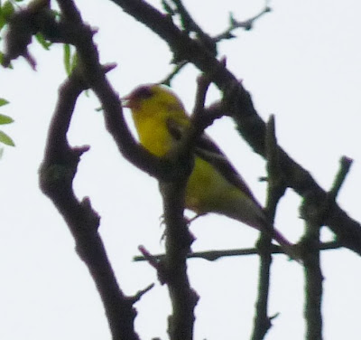 goldfinch