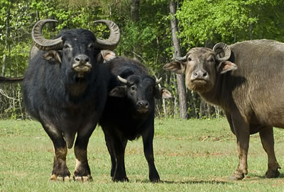 Water Buffalo Africa
