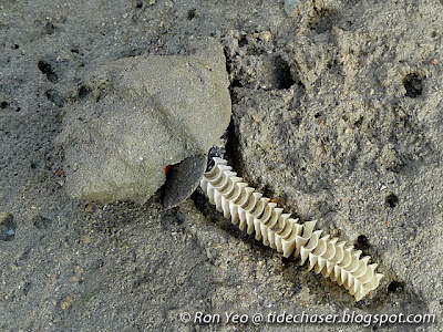 Spiral Melongena (Pugilina cochlidium) Spiral Melongena (Pugilina cochlidium)