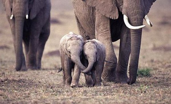 baby-elephants-hug.jpg