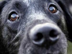 Why do dogs sniff people?