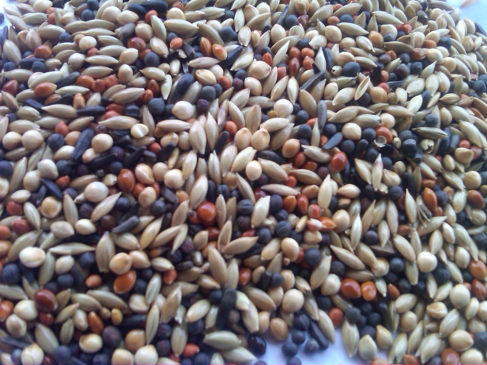 Kenari adalah Burung yang Mudah Dipeleihara dan Dikembangbiakkan