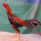 Galeri Jualan Ayam