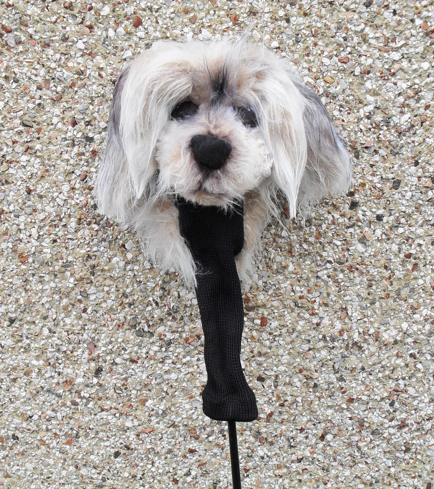 Custom Golf headcovers and puppets Maltese Yorkie mix golf club headcover