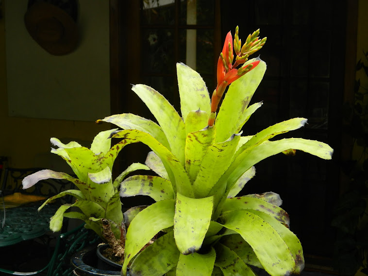 AECHMEA  SONJA