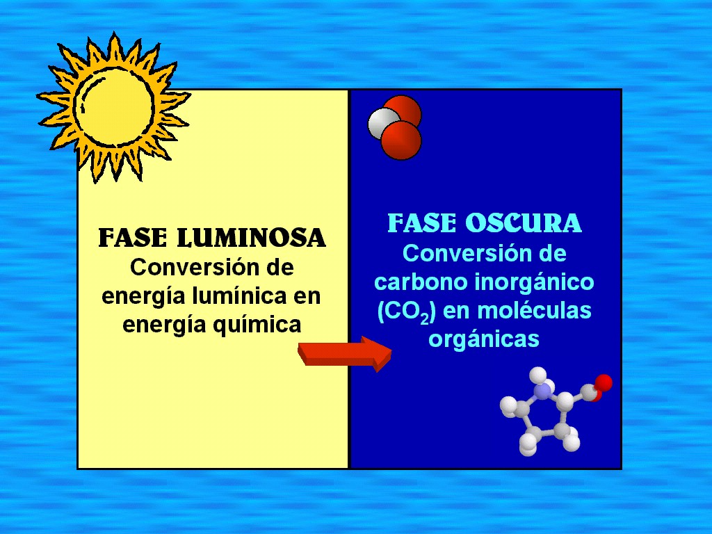 La Fotosíntesis y sus ramas Diferencia entre la Fase Luminosa y la