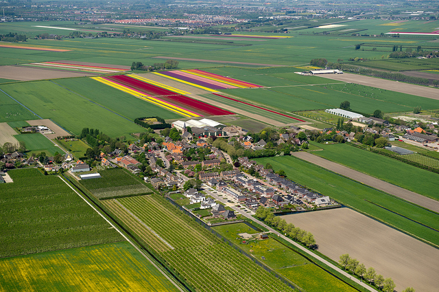 Fotos aéreas de plantações de tulipas na Holanda