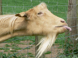 Funny Goat Pictures