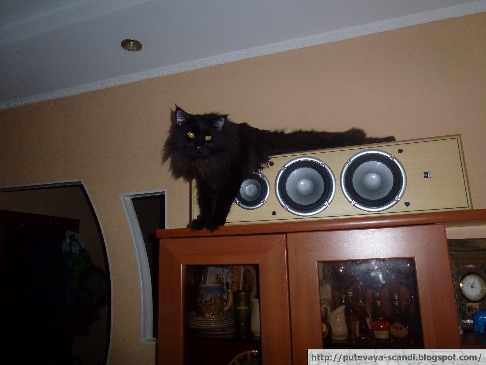 кот отечественный домашний