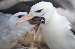 Feeding the babies