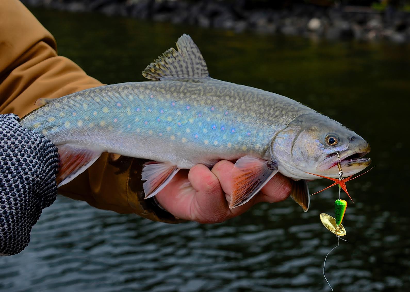 rooster tail for trout