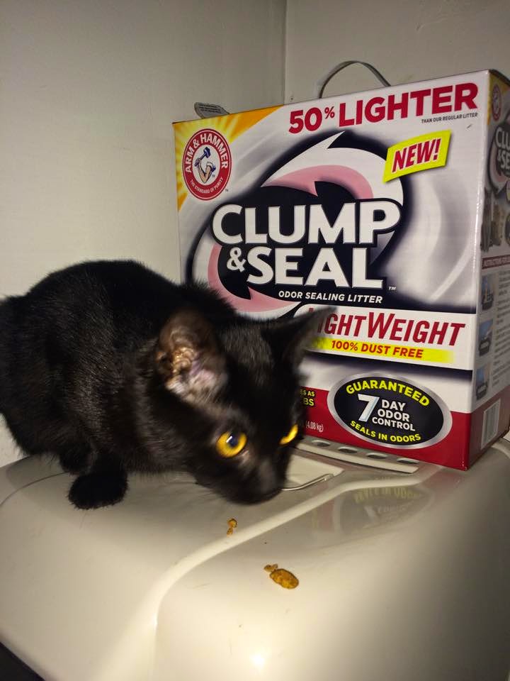 Popular Product Reviews by Amy ARM & HAMMER™ Clump & Seal™ LightWeight