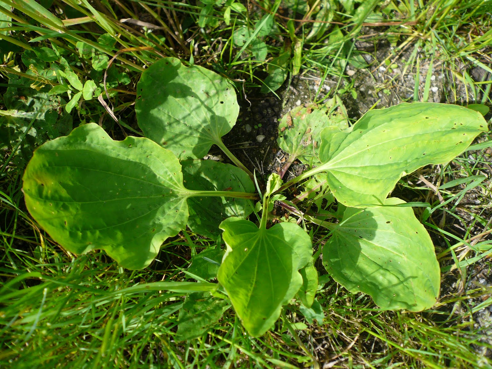 36 билки за здраве: Живовляк