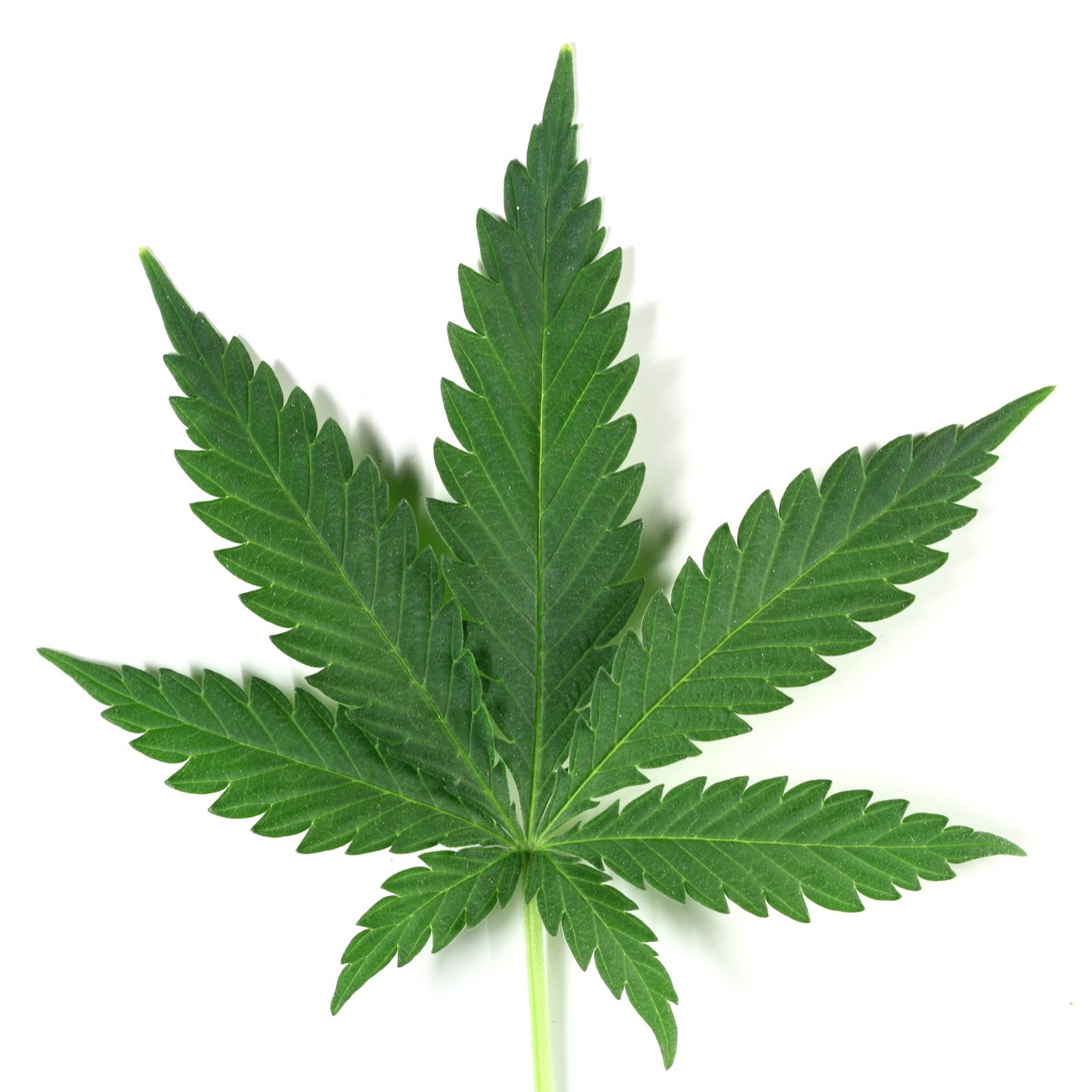 http://4.bp.blogspot.com/-wGncp8-Z7fs/TapsVNzfLjI/AAAAAAAABww/lhoLg_uLYfY/s1600/marijuana-leaf.jpg