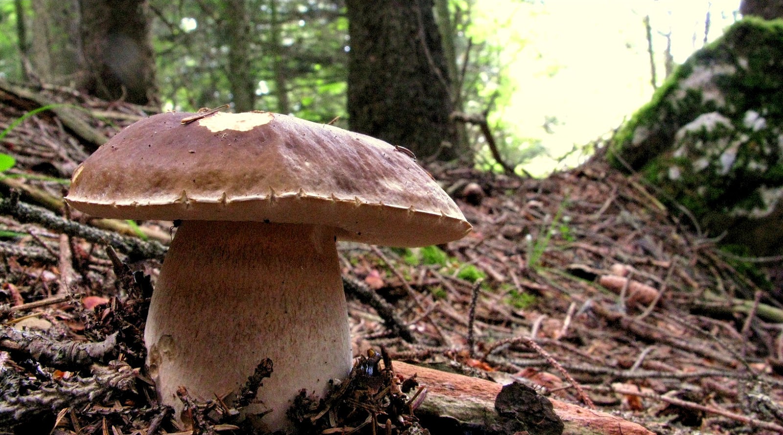 Terre Alte In cucina i porcini non sono tutti uguali